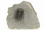 Spiny Koneprusia Trilobite - Top Quality Specimen #251049-4